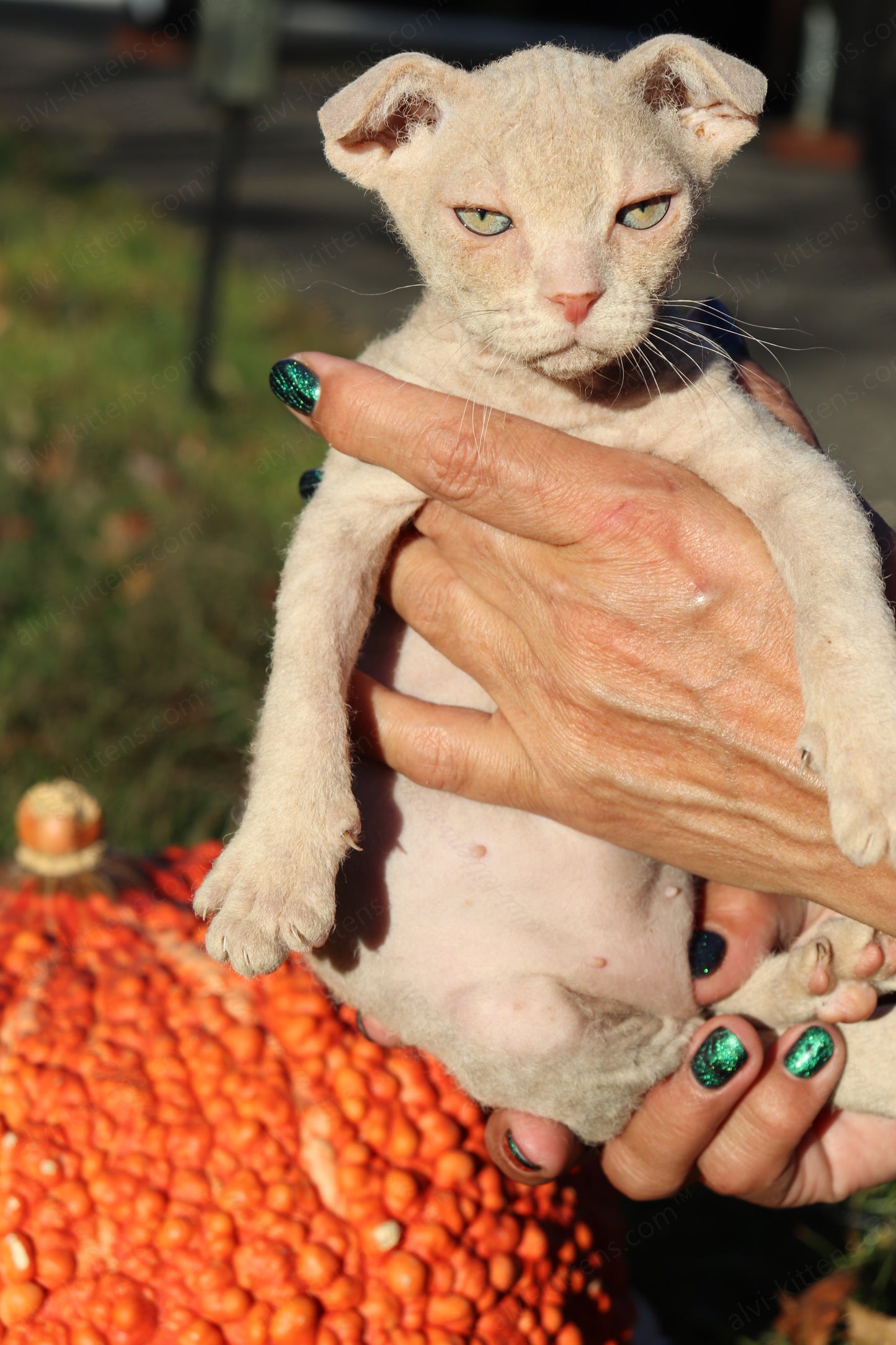 Canadian Sphynx kitten "CSf-101" Hard Flock -  Available NOW in Abington