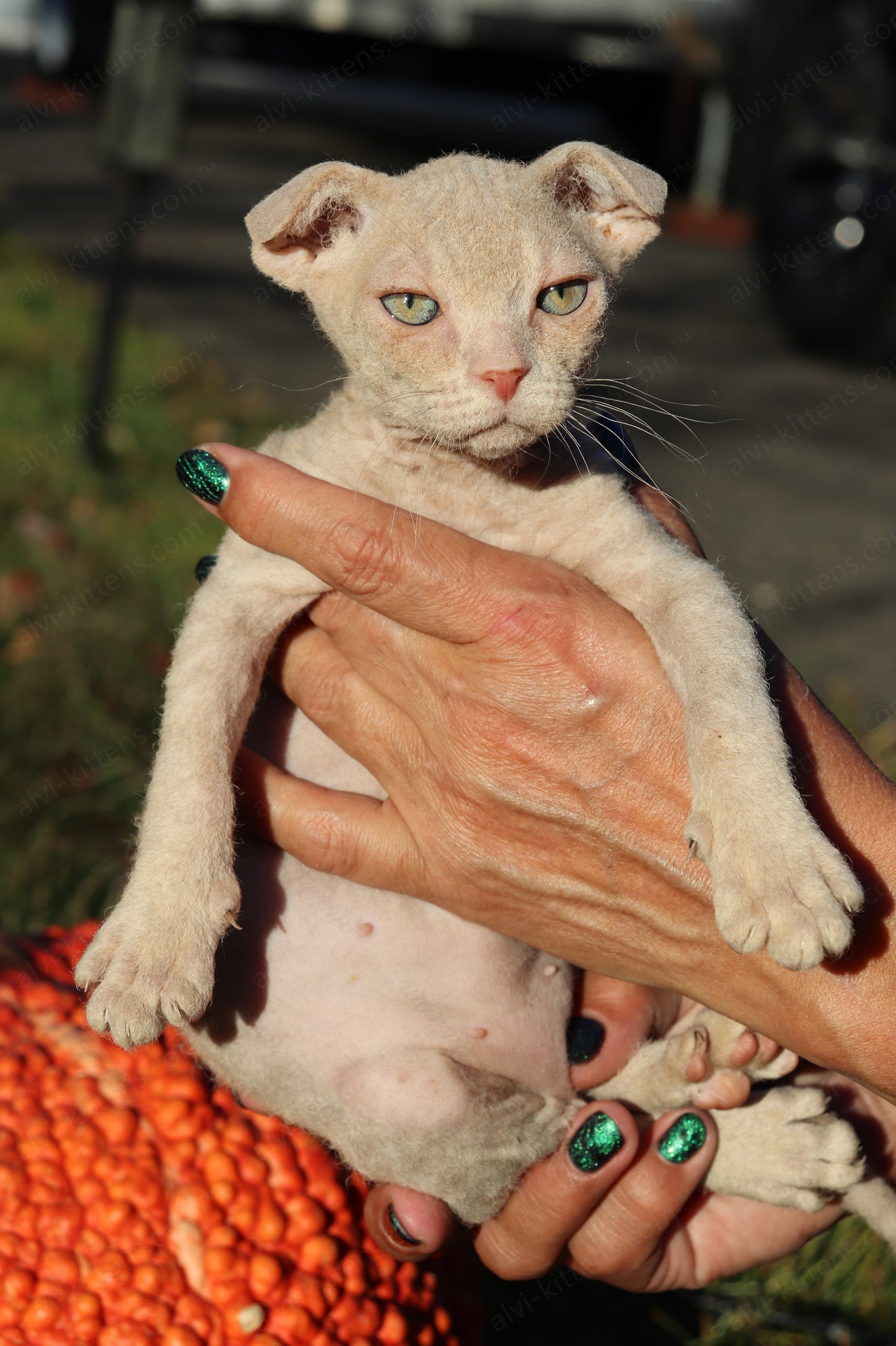 Canadian Sphynx kitten "CSf-101" Hard Flock -  Available NOW in Abington