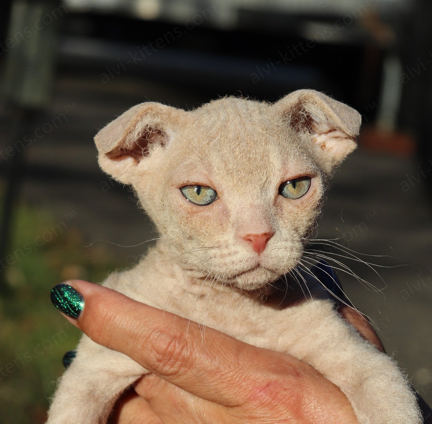 Canadian Sphynx kitten "CSf-101" Hard Flock -  Available NOW in Abington