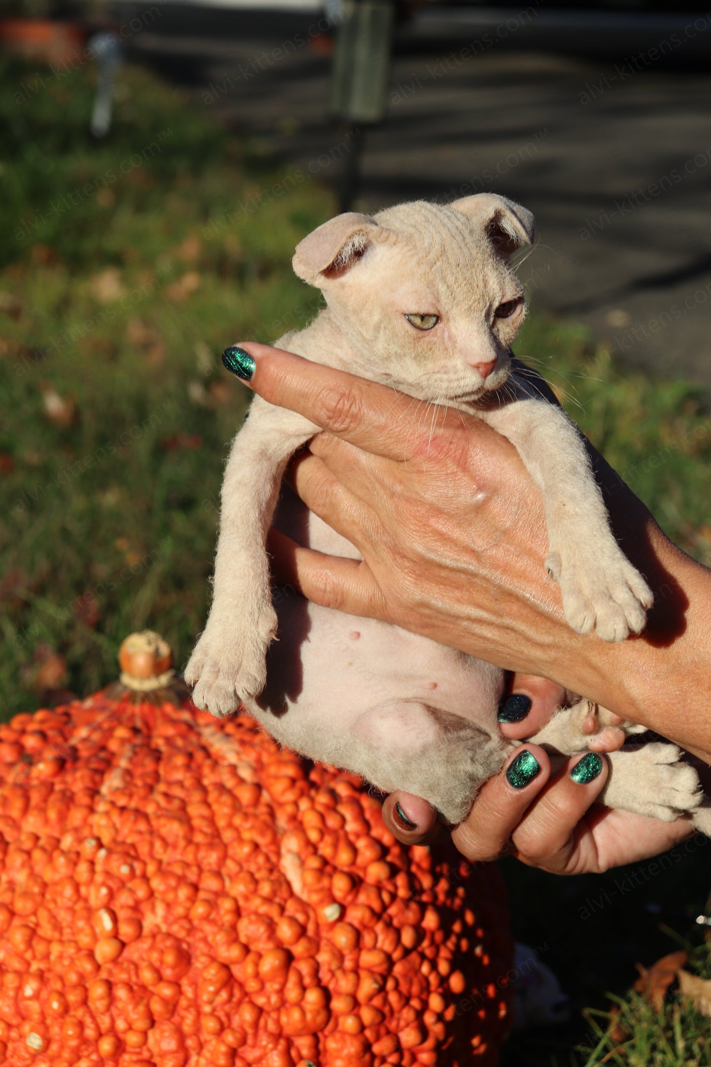 Canadian Sphynx kitten "CSf-101" Hard Flock -  Available NOW in Abington