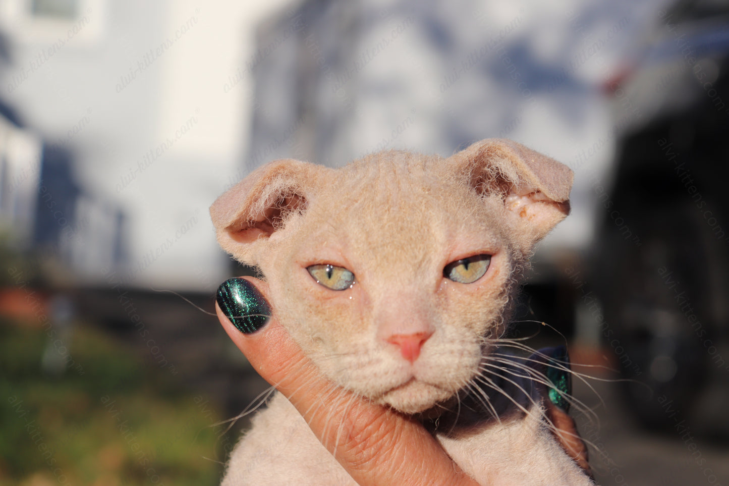 Canadian Sphynx kitten "CSf-101" Hard Flock -  Available NOW in Abington