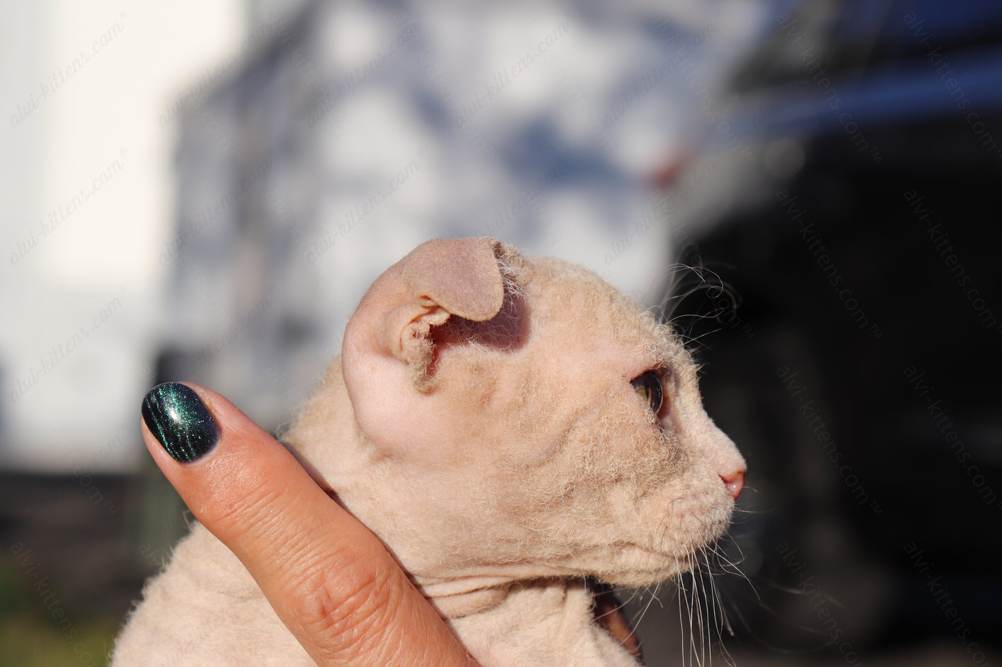 Canadian Sphynx kitten "CSf-101" Hard Flock -  Available NOW in Abington