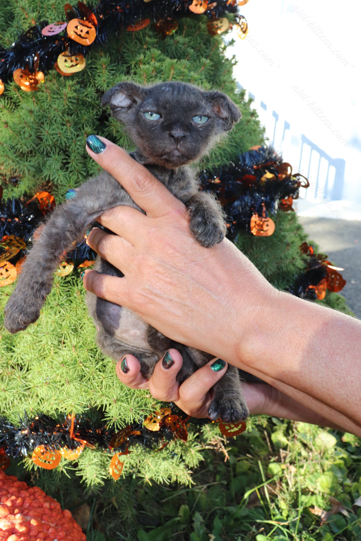 Canadian Sphynx kitten "CSf-103" Velor -  Available NOW in Abington