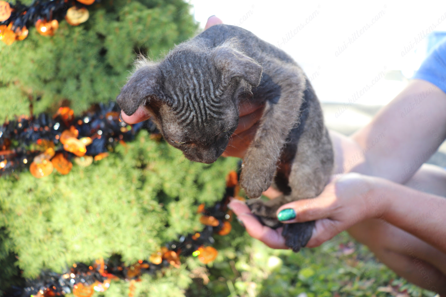 Canadian Sphynx kitten "CSf-103" Velor -  Available NOW in Abington