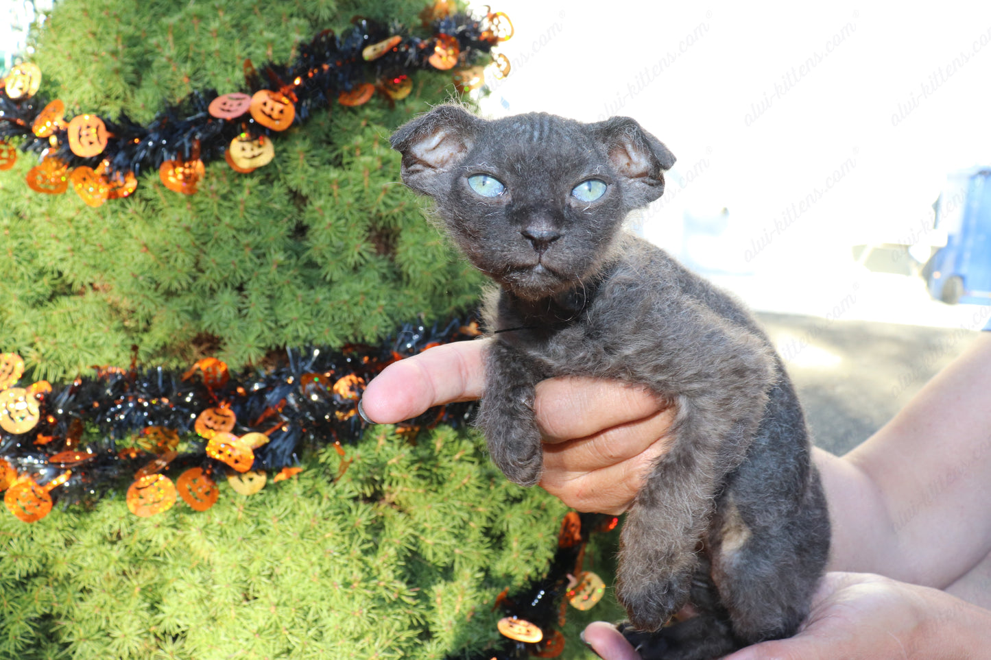 Canadian Sphynx kitten "CSf-103" Velor -  Available NOW in Abington