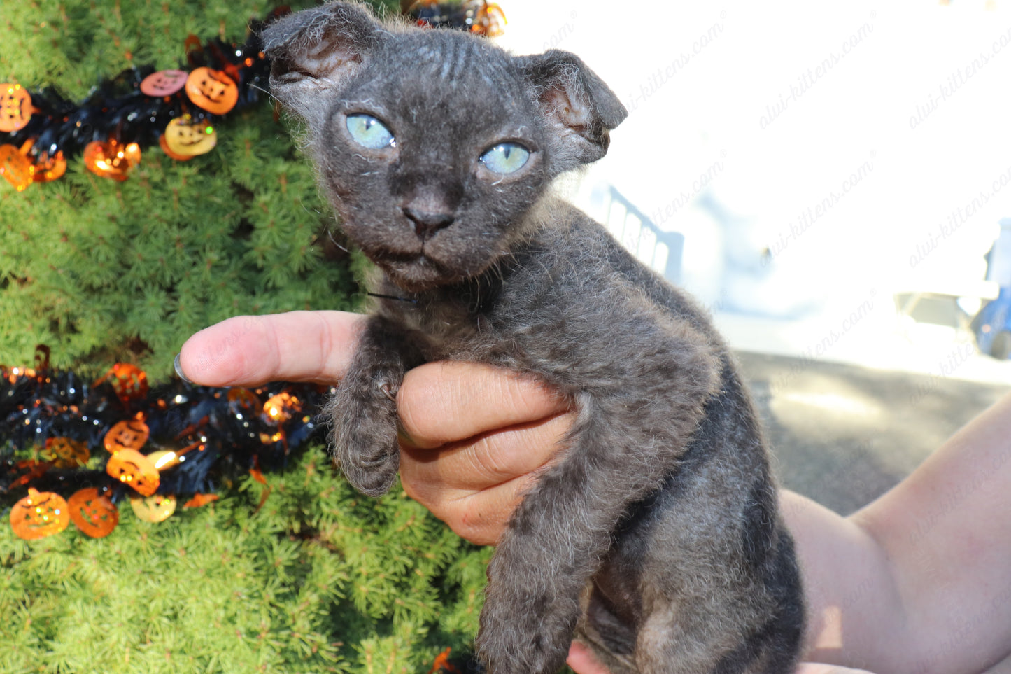 Canadian Sphynx kitten "CSf-103" Velor -  Available NOW in Abington