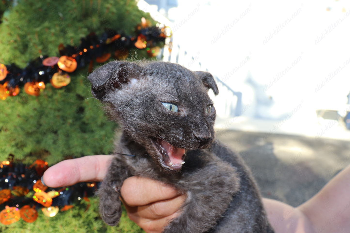 Canadian Sphynx kitten "CSf-103" Velor -  Available NOW in Abington