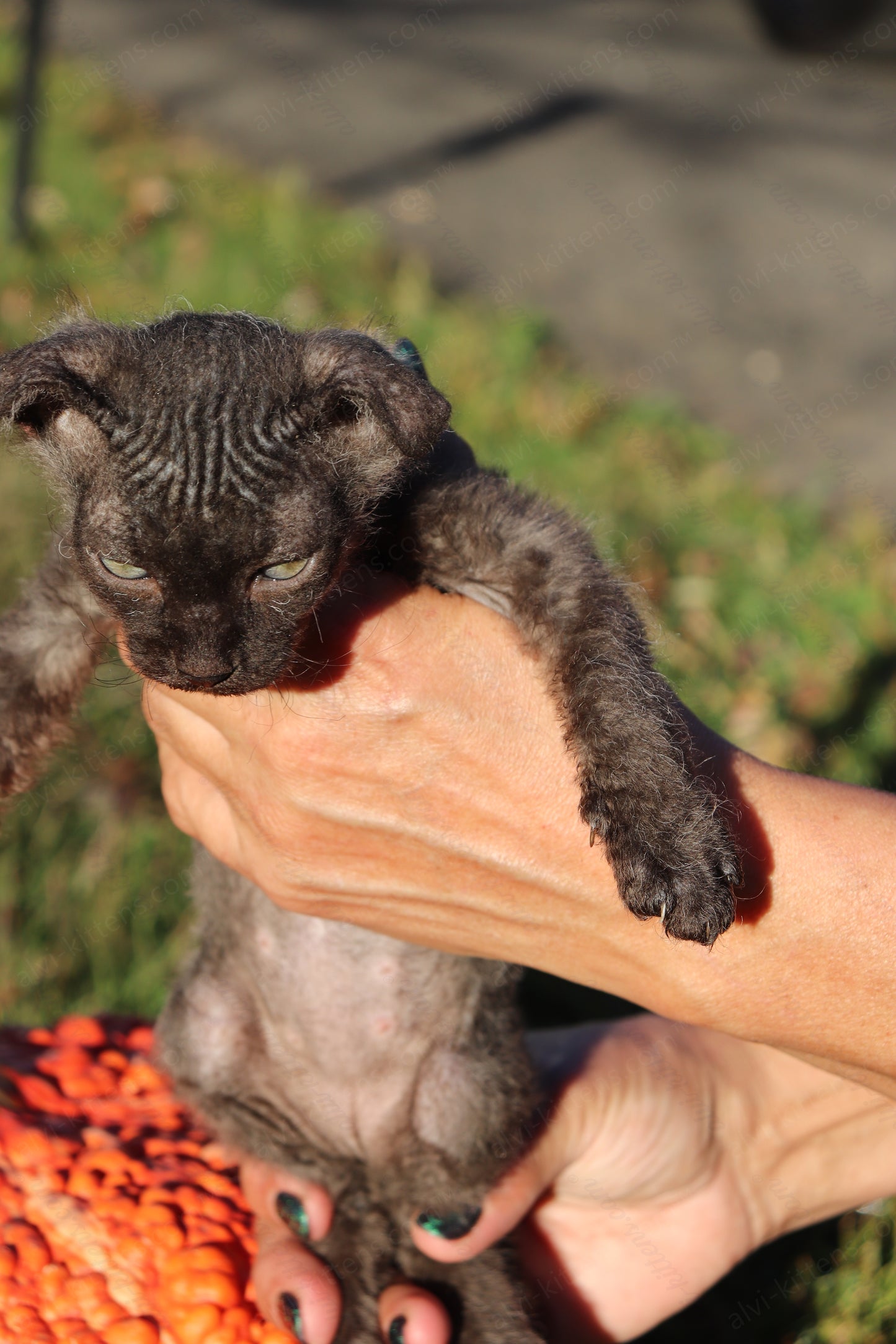 Canadian Sphynx kitten "CSf-103" Velor -  Available NOW in Abington