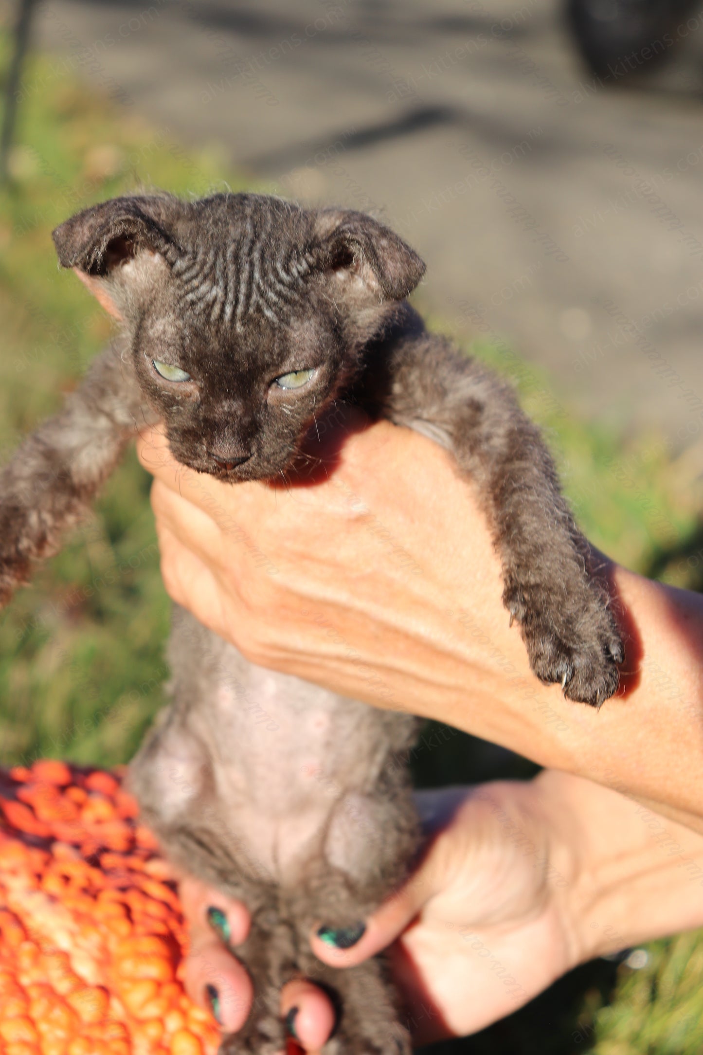 Canadian Sphynx kitten "CSf-103" Velor -  Available NOW in Abington