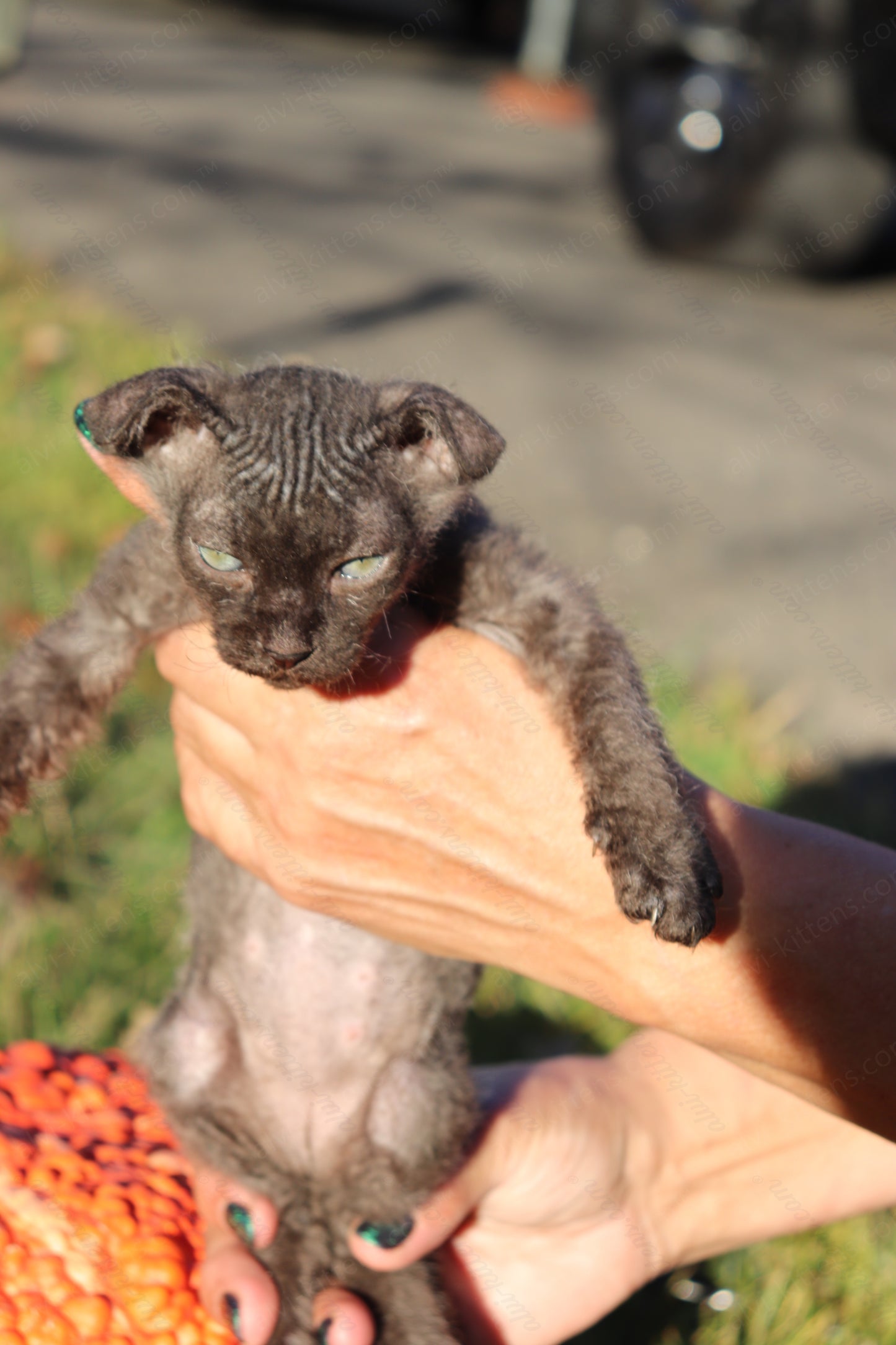 Canadian Sphynx kitten "CSf-103" Velor -  Available NOW in Abington