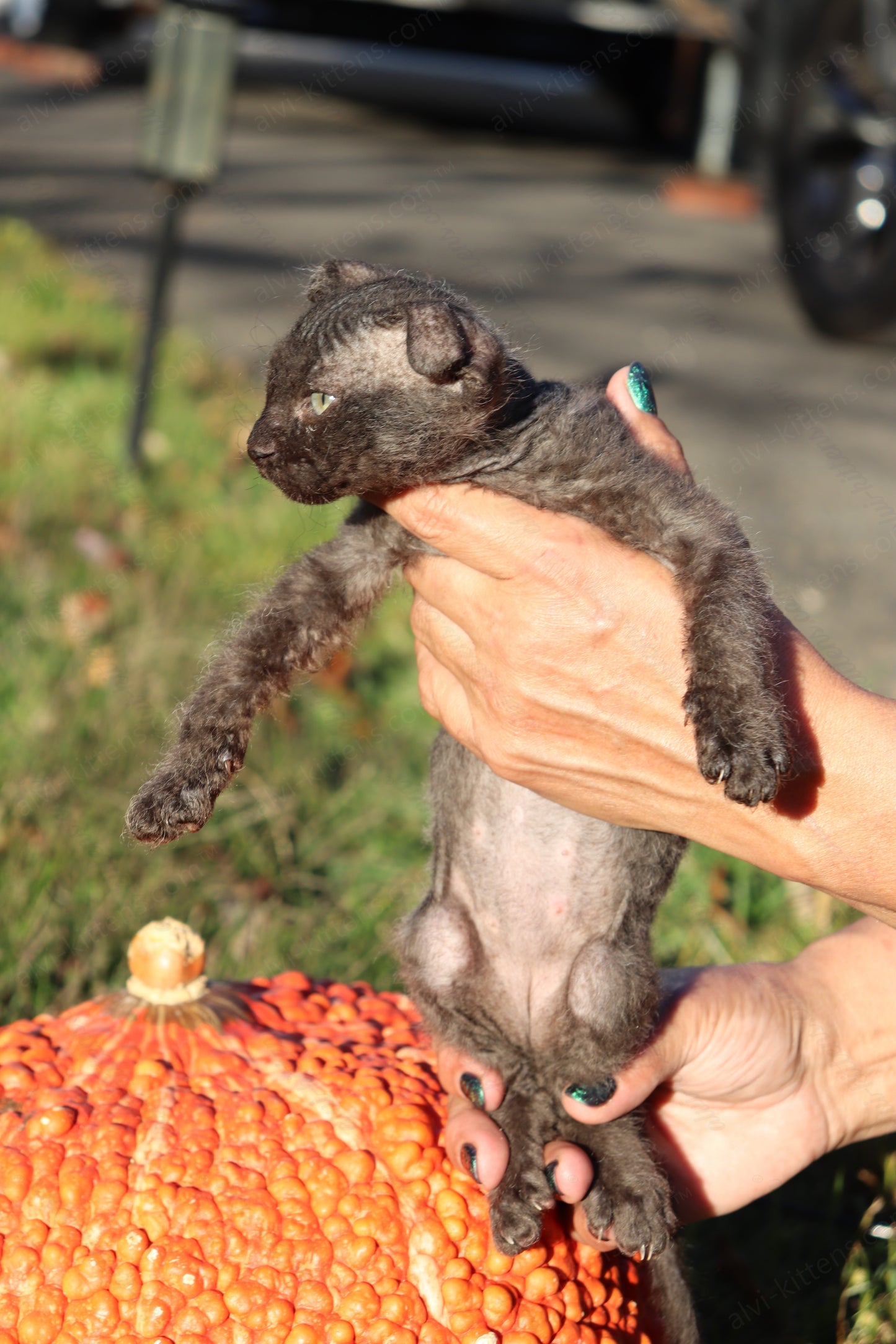 Canadian Sphynx kitten "CSf-103" Velor -  Available NOW in Abington