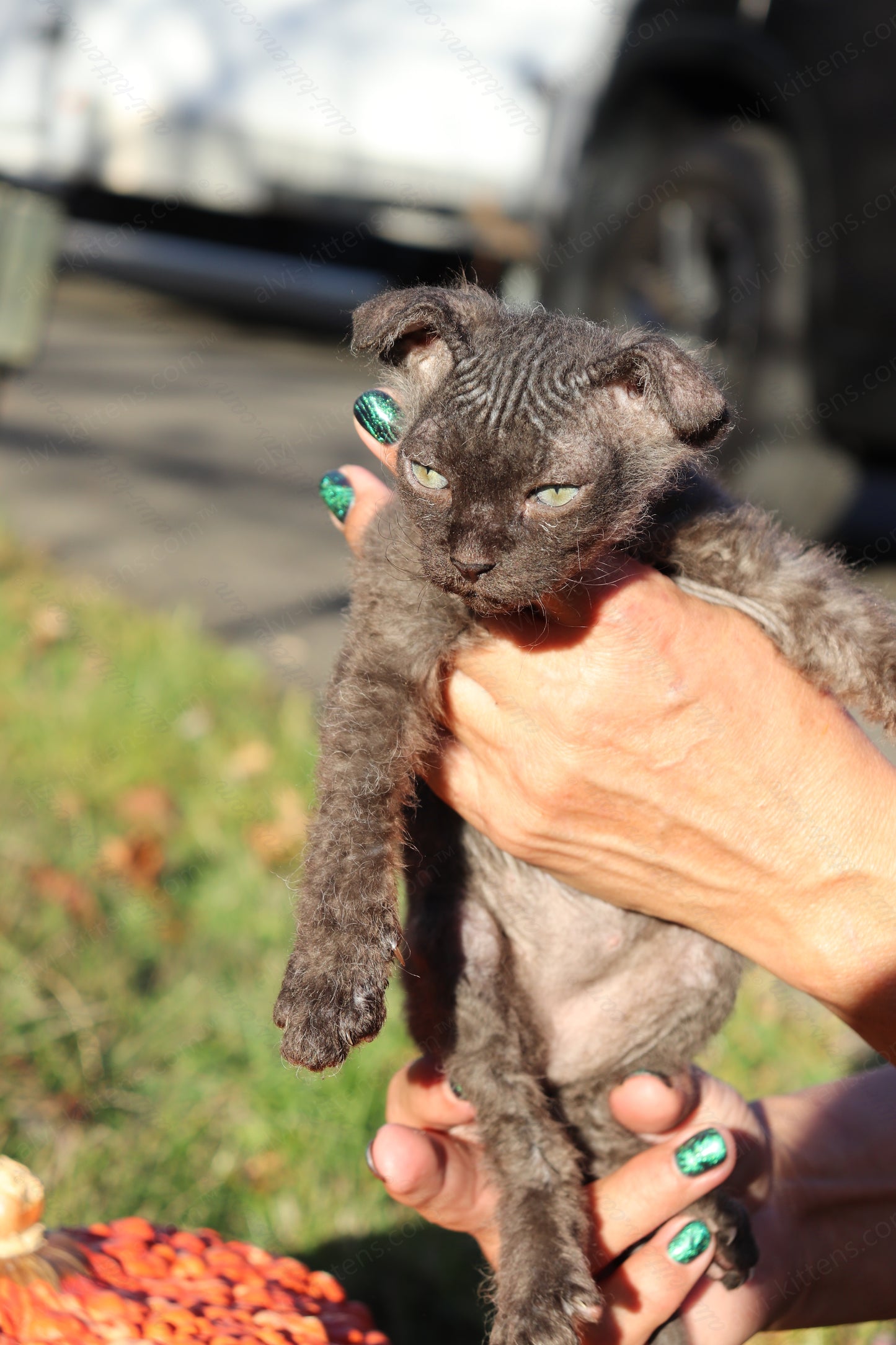 Canadian Sphynx kitten "CSf-103" Velor -  Available NOW in Abington