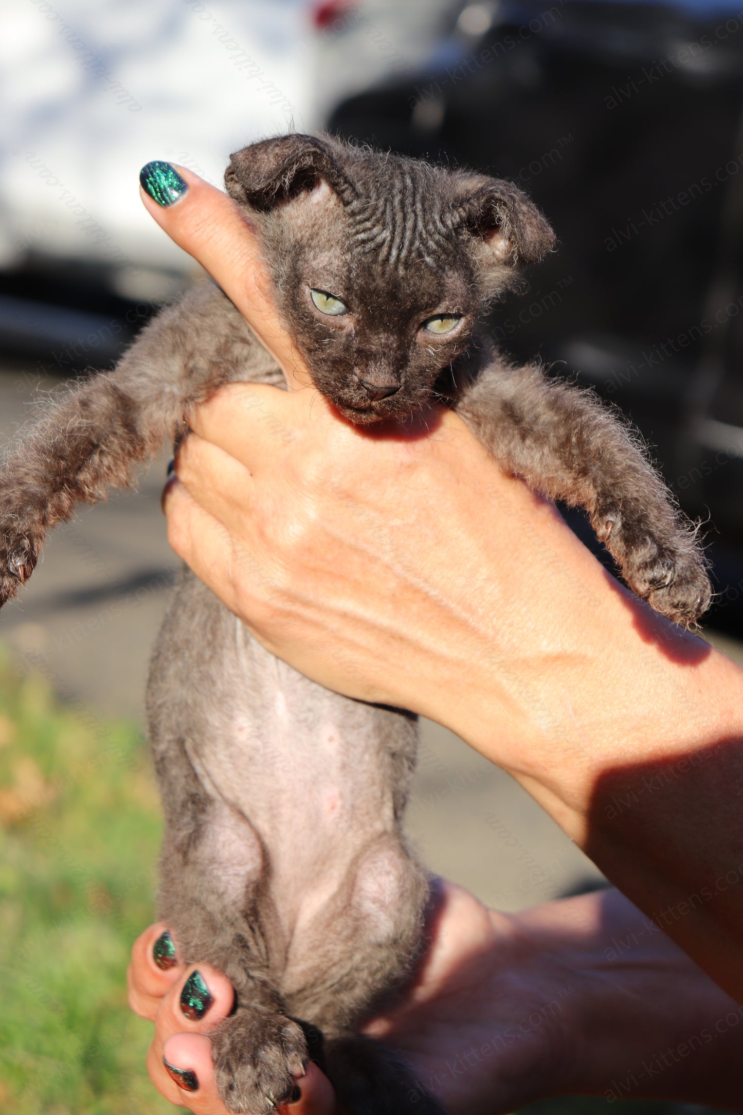 Canadian Sphynx kitten "CSf-103" Velor -  Available NOW in Abington