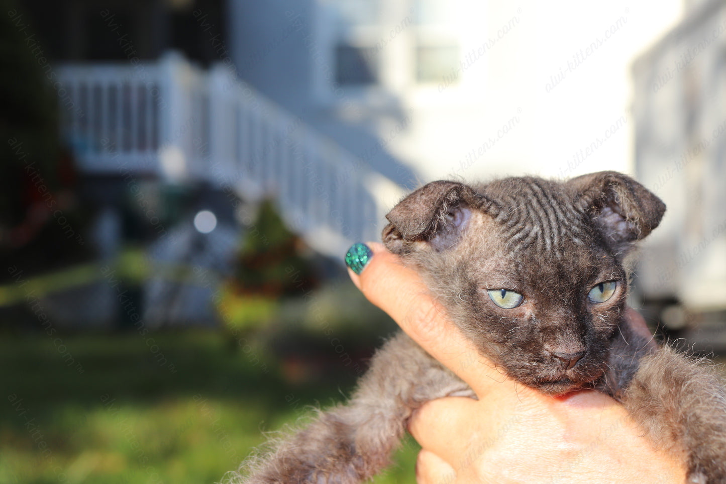 Canadian Sphynx kitten "CSf-103" Velor -  Available NOW in Abington