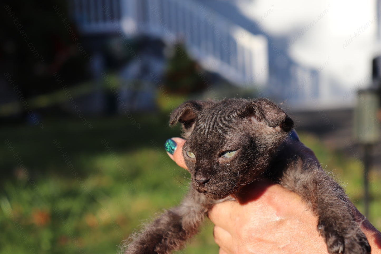 Canadian Sphynx kitten "CSf-103" Velor -  Available NOW in Abington