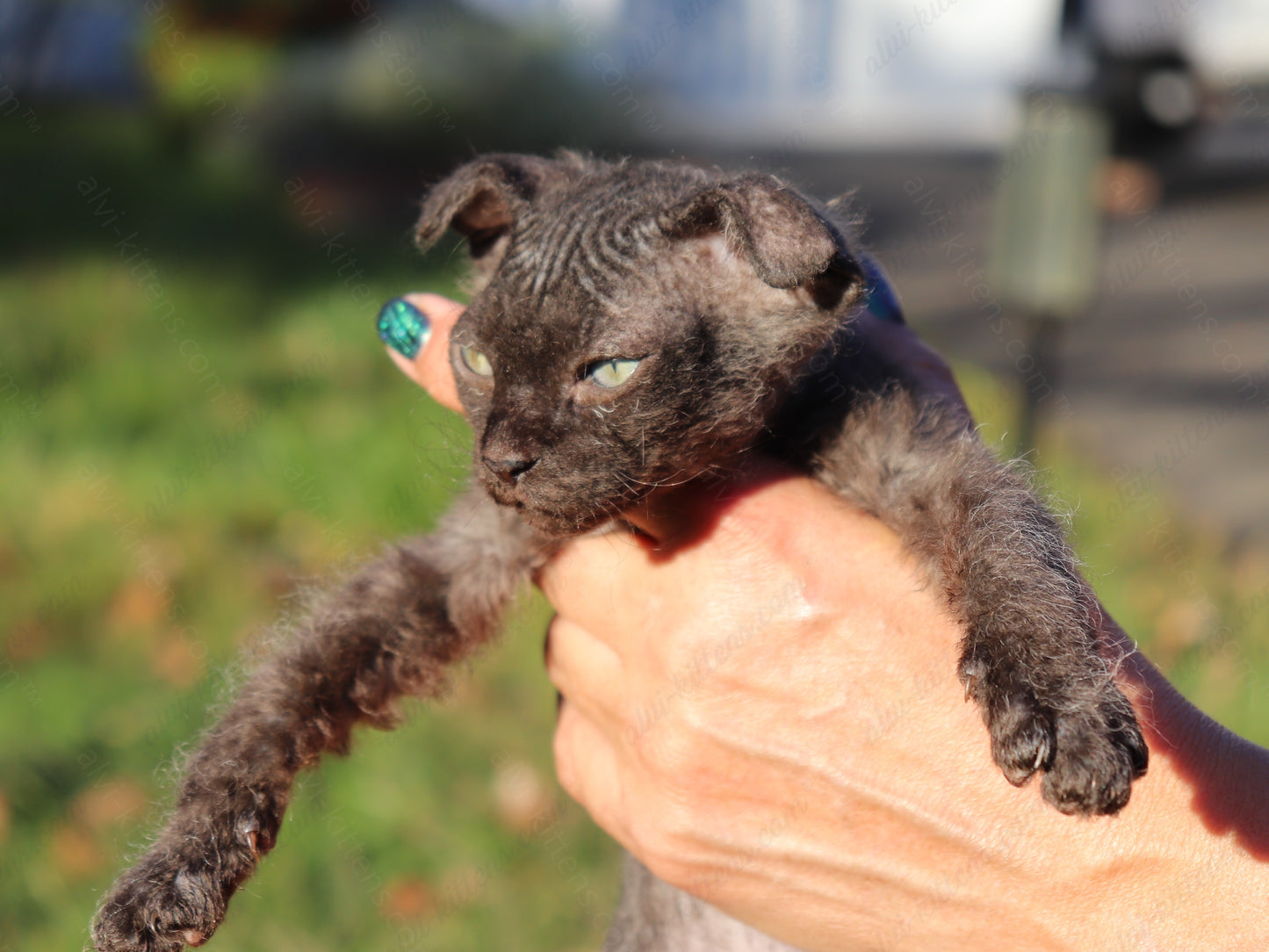 Canadian Sphynx kitten "CSf-103" Velor -  Available NOW in Abington