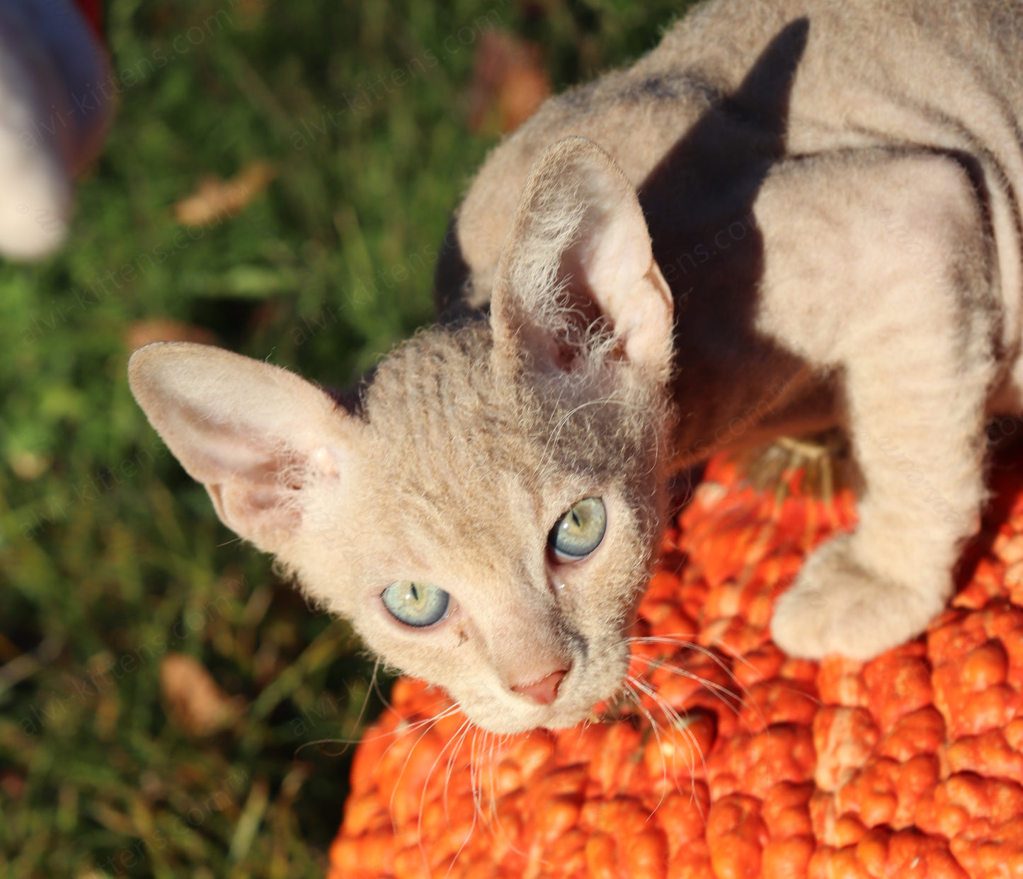 Canadian Sphynx kitten "CSf-104" Hard Flock -  Available NOW in Abington