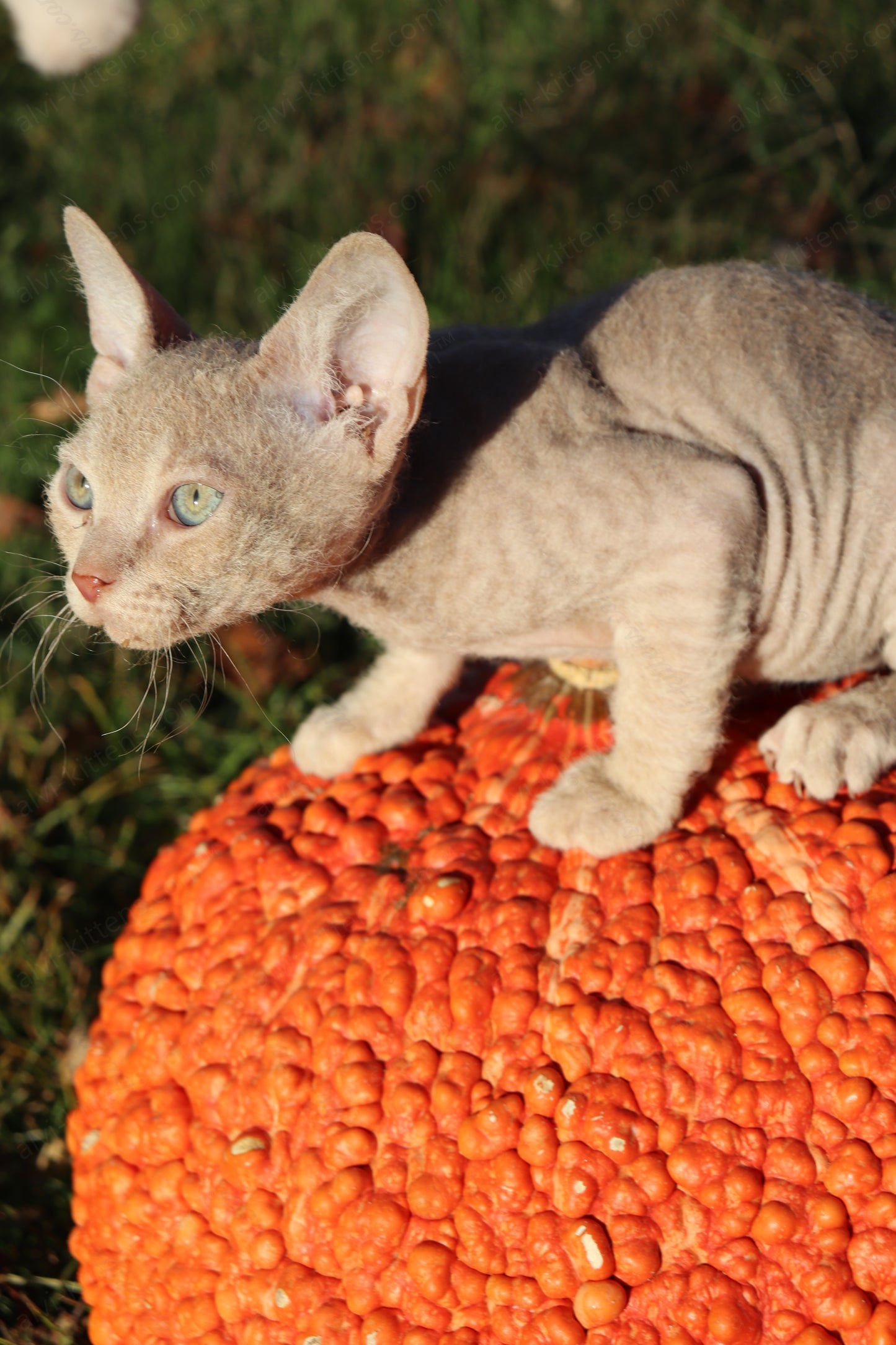 Canadian Sphynx kitten "CSf-104" Hard Flock -  Available NOW in Abington