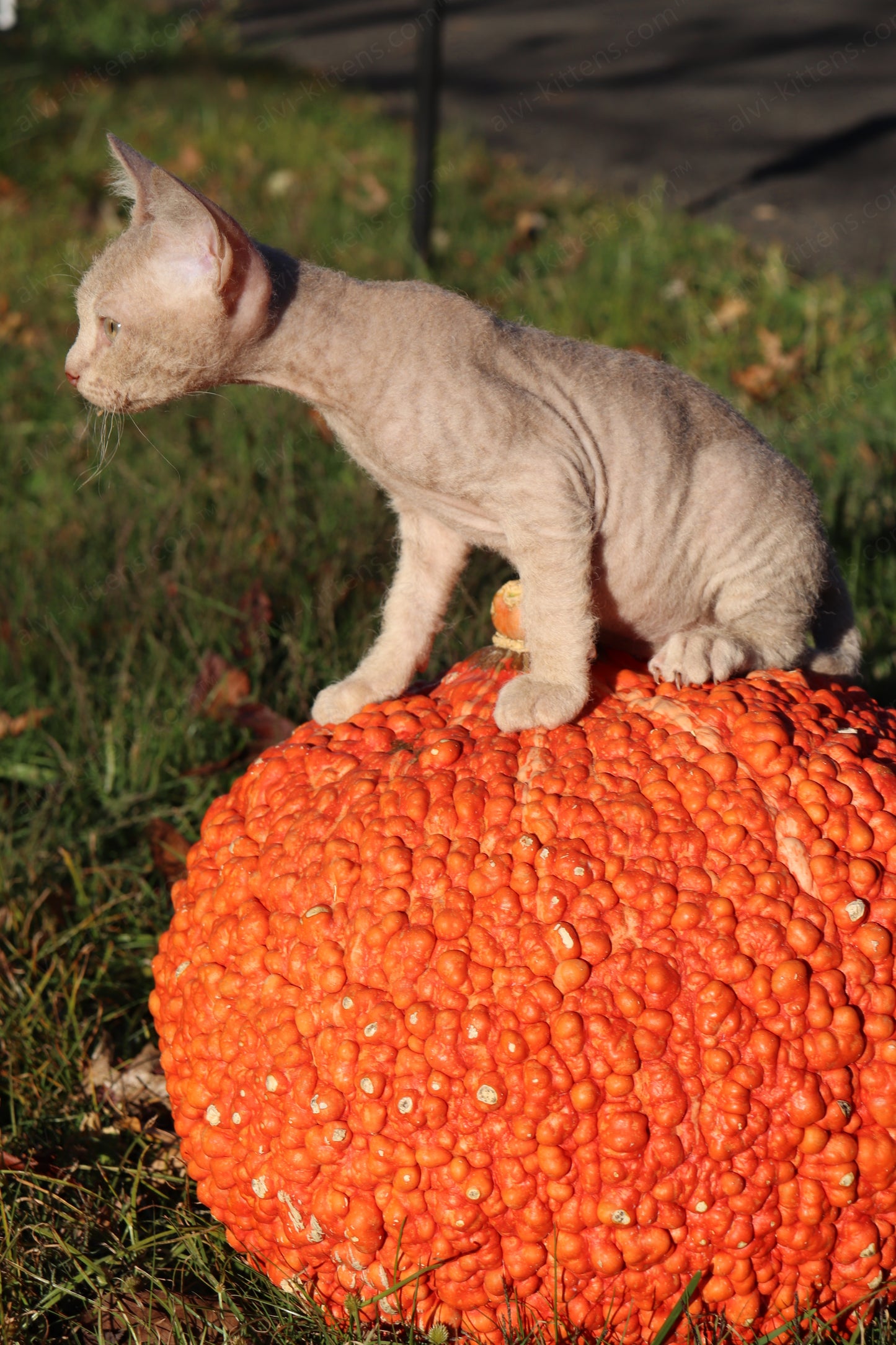 Canadian Sphynx kitten "CSf-104" Hard Flock -  Available NOW in Abington