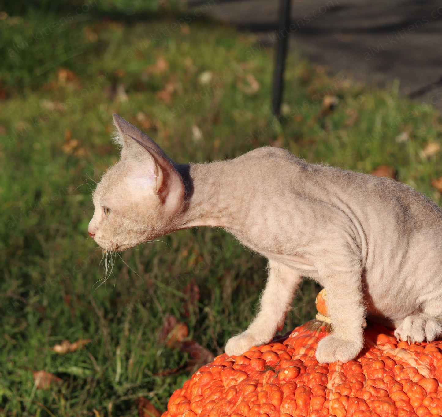 Canadian Sphynx kitten "CSf-104" Hard Flock -  Available NOW in Abington