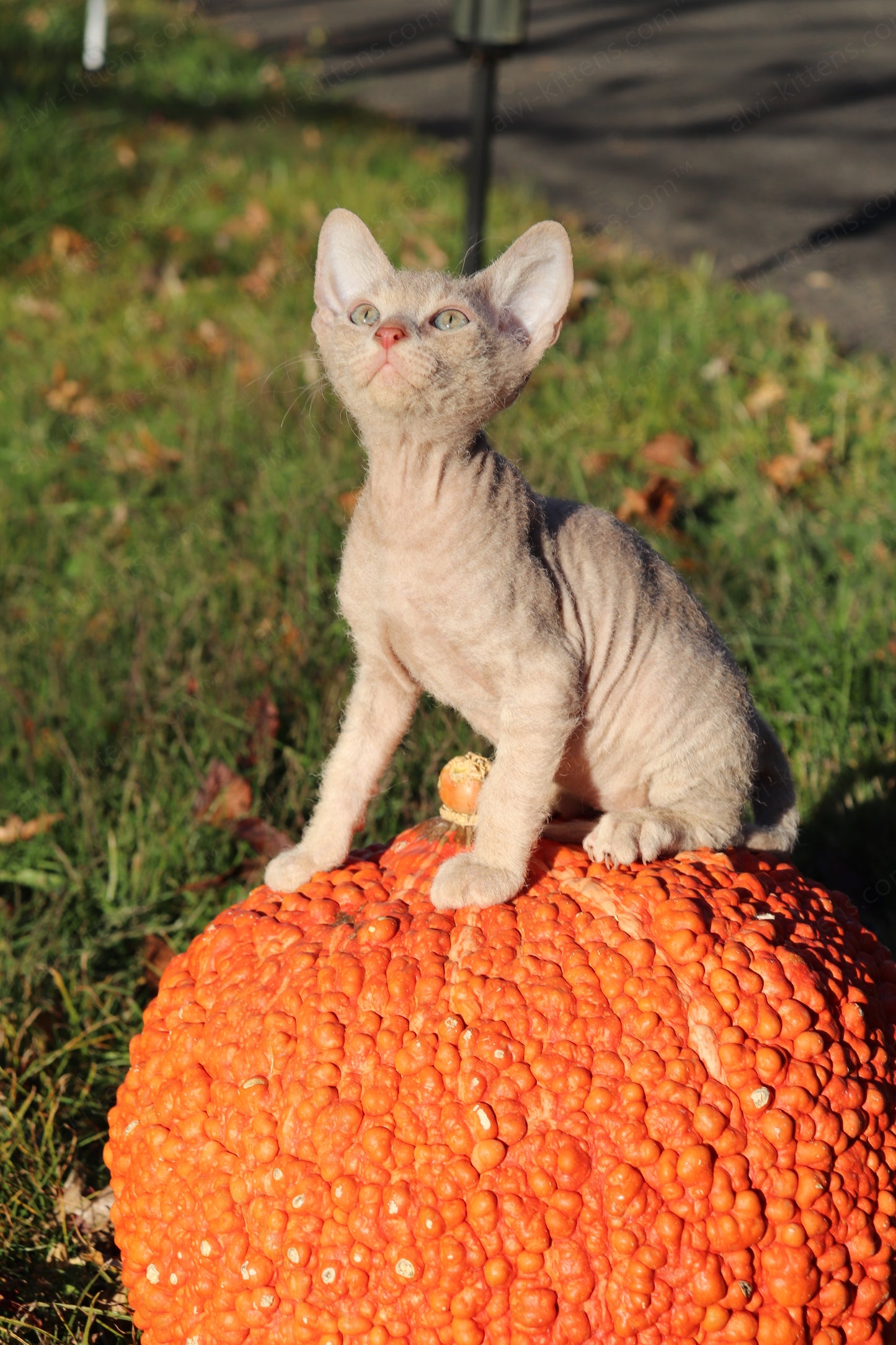 Canadian Sphynx kitten "CSf-104" Hard Flock -  Available NOW in Abington