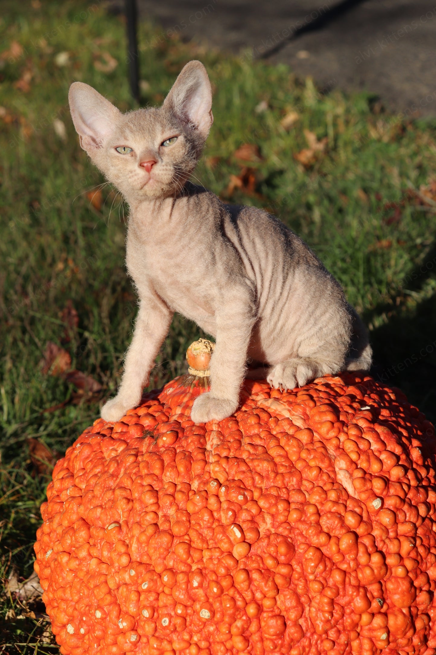 Canadian Sphynx kitten "CSf-104" Hard Flock -  Available NOW in Abington