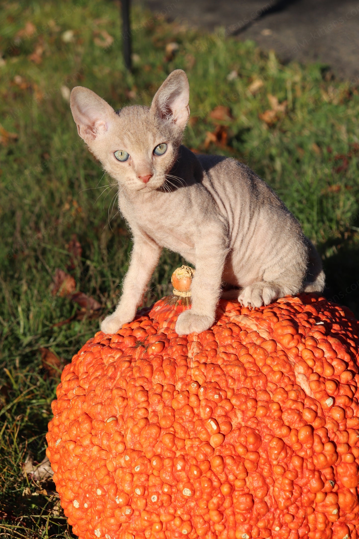 Canadian Sphynx kitten "CSf-104" Hard Flock -  Available NOW in Abington