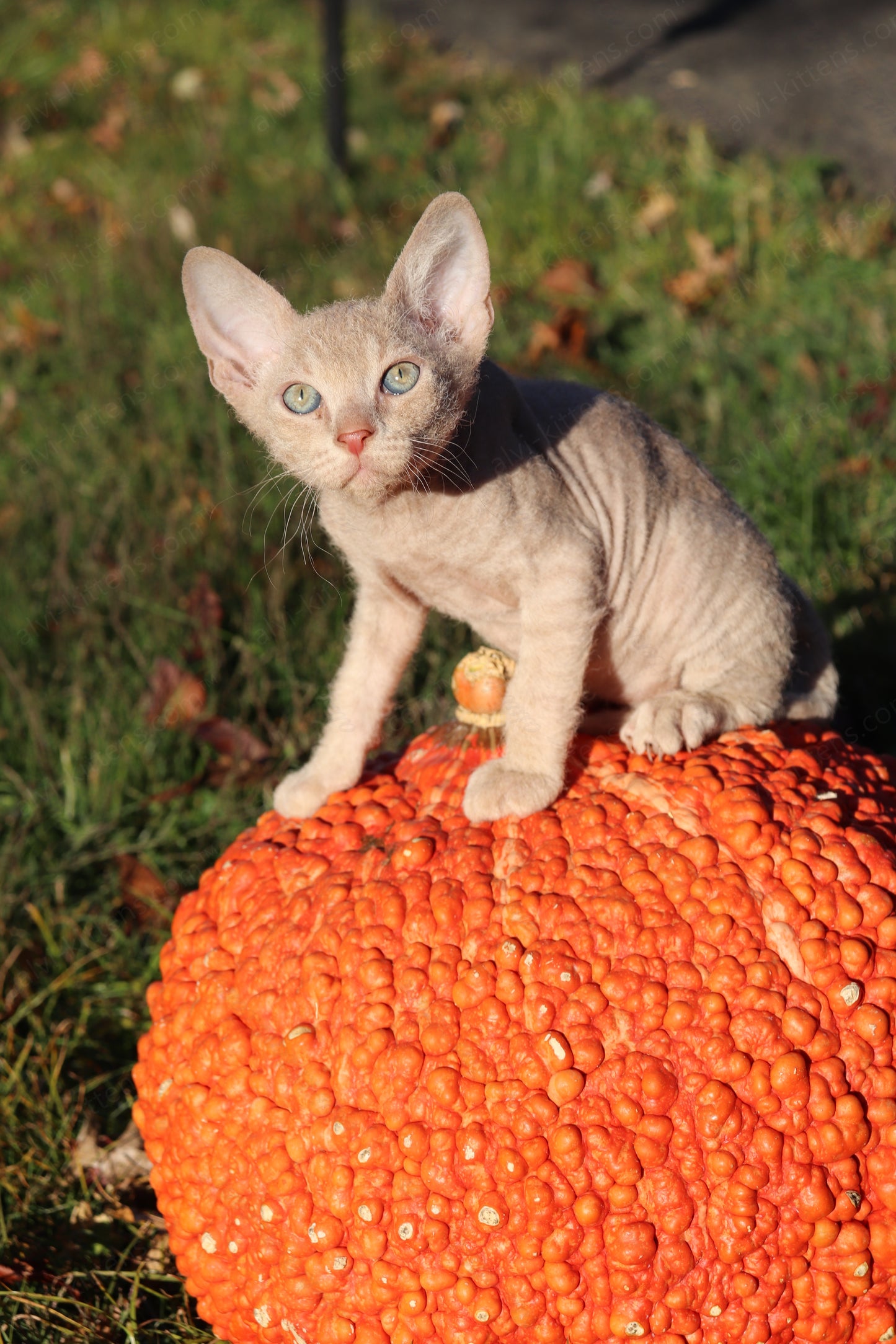 Canadian Sphynx kitten "CSf-104" Hard Flock -  Available NOW in Abington