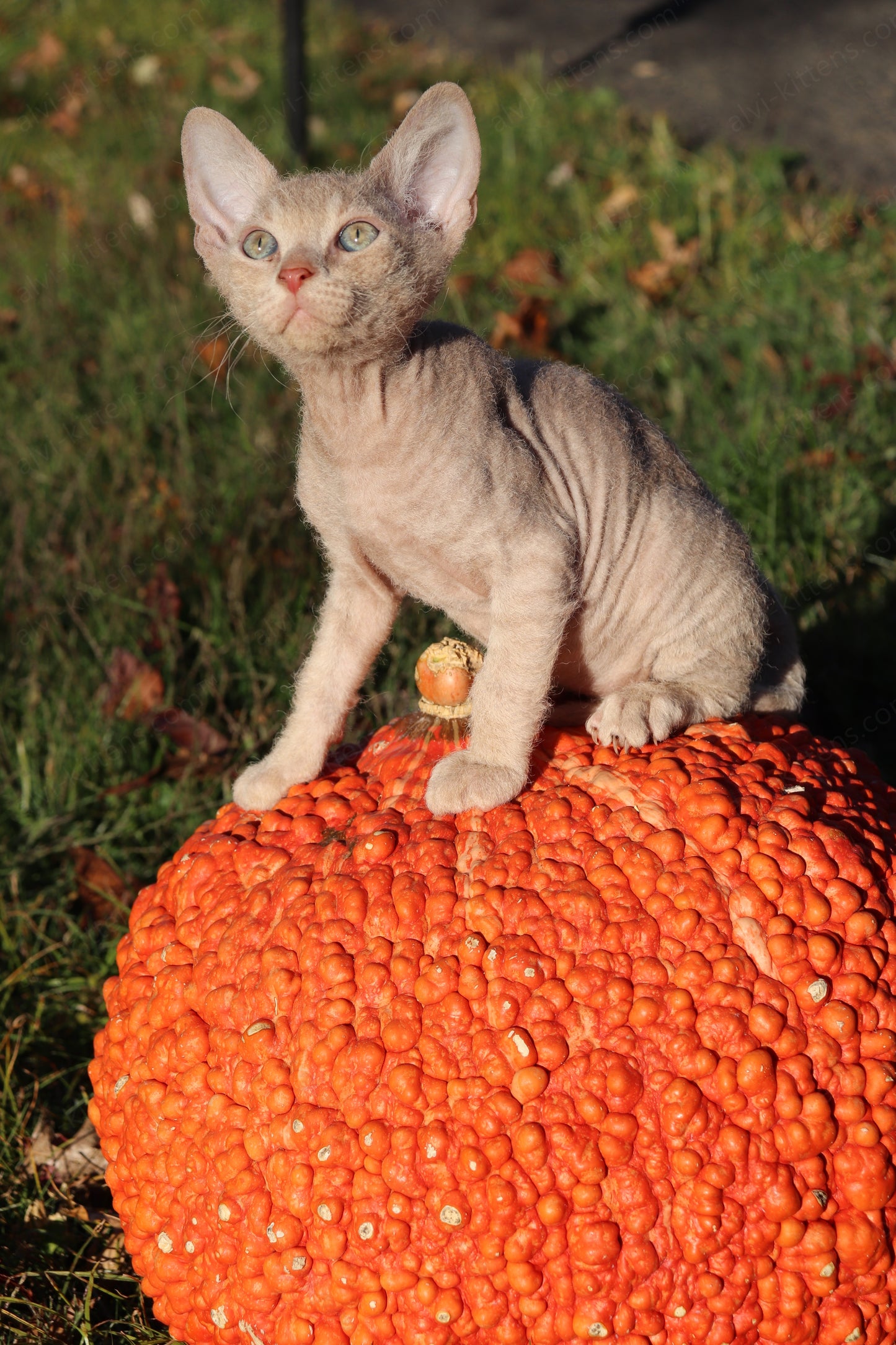 Canadian Sphynx kitten "CSf-104" Hard Flock -  Available NOW in Abington