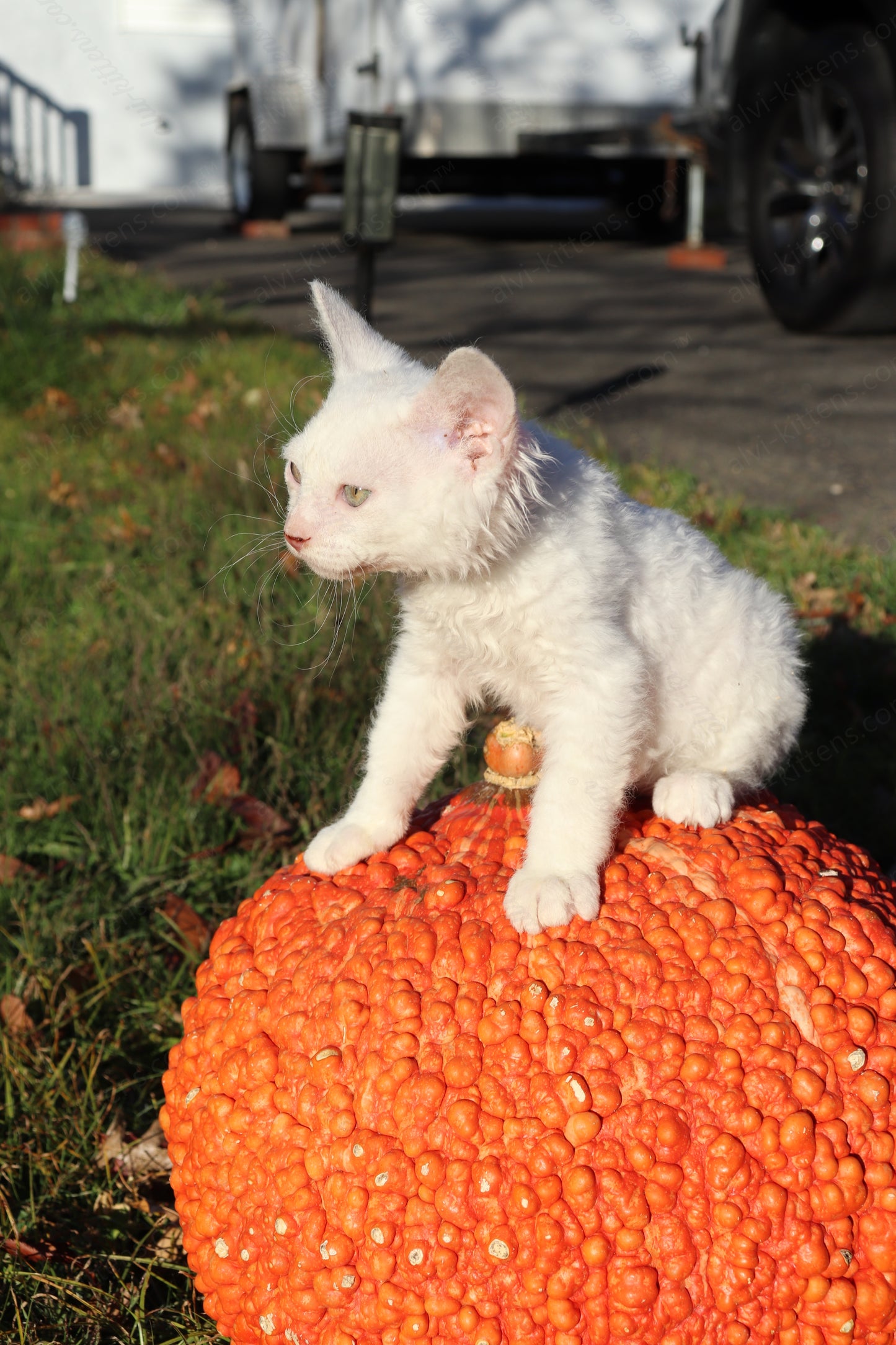 Canadian Sphynx kitten "CSf-106" Soft Brush -  Available NOW in Abington