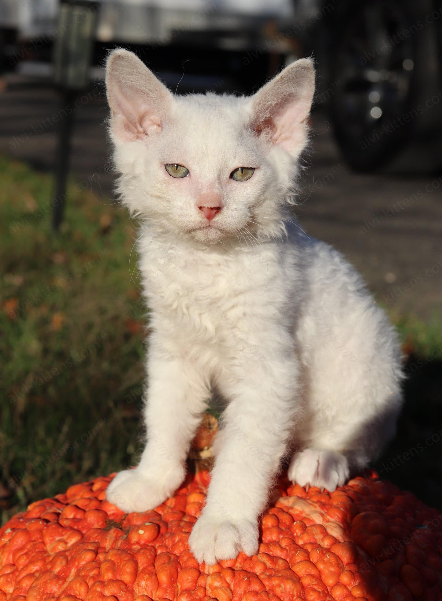 Canadian Sphynx kitten "CSf-106" Soft Brush -  Available NOW in Abington