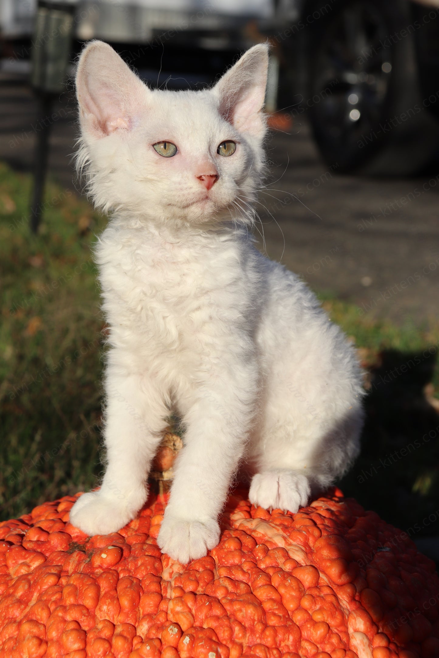 Canadian Sphynx kitten "CSf-106" Soft Brush -  Available NOW in Abington