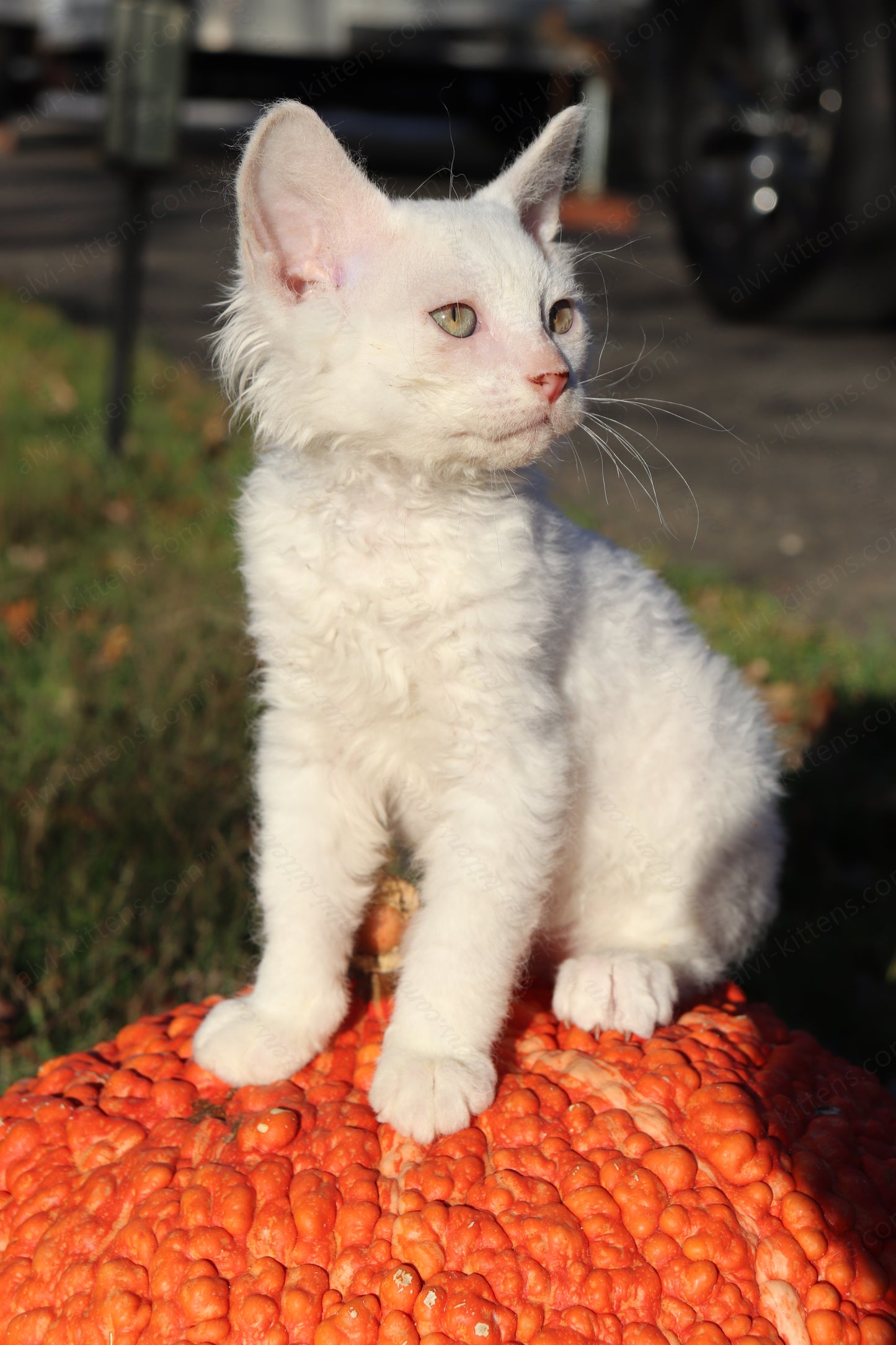 Canadian Sphynx kitten "CSf-106" Soft Brush -  Available NOW in Abington