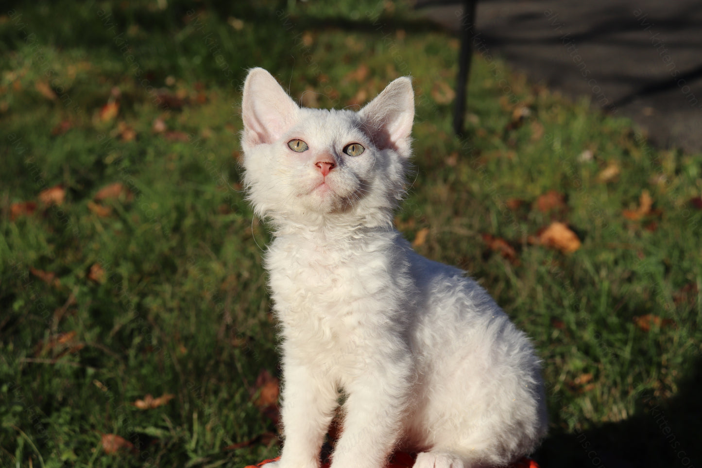 Canadian Sphynx kitten "CSf-106" Soft Brush -  Available NOW in Abington