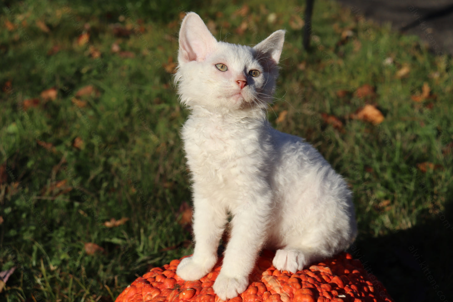 Canadian Sphynx kitten "CSf-106" Soft Brush -  Available NOW in Abington