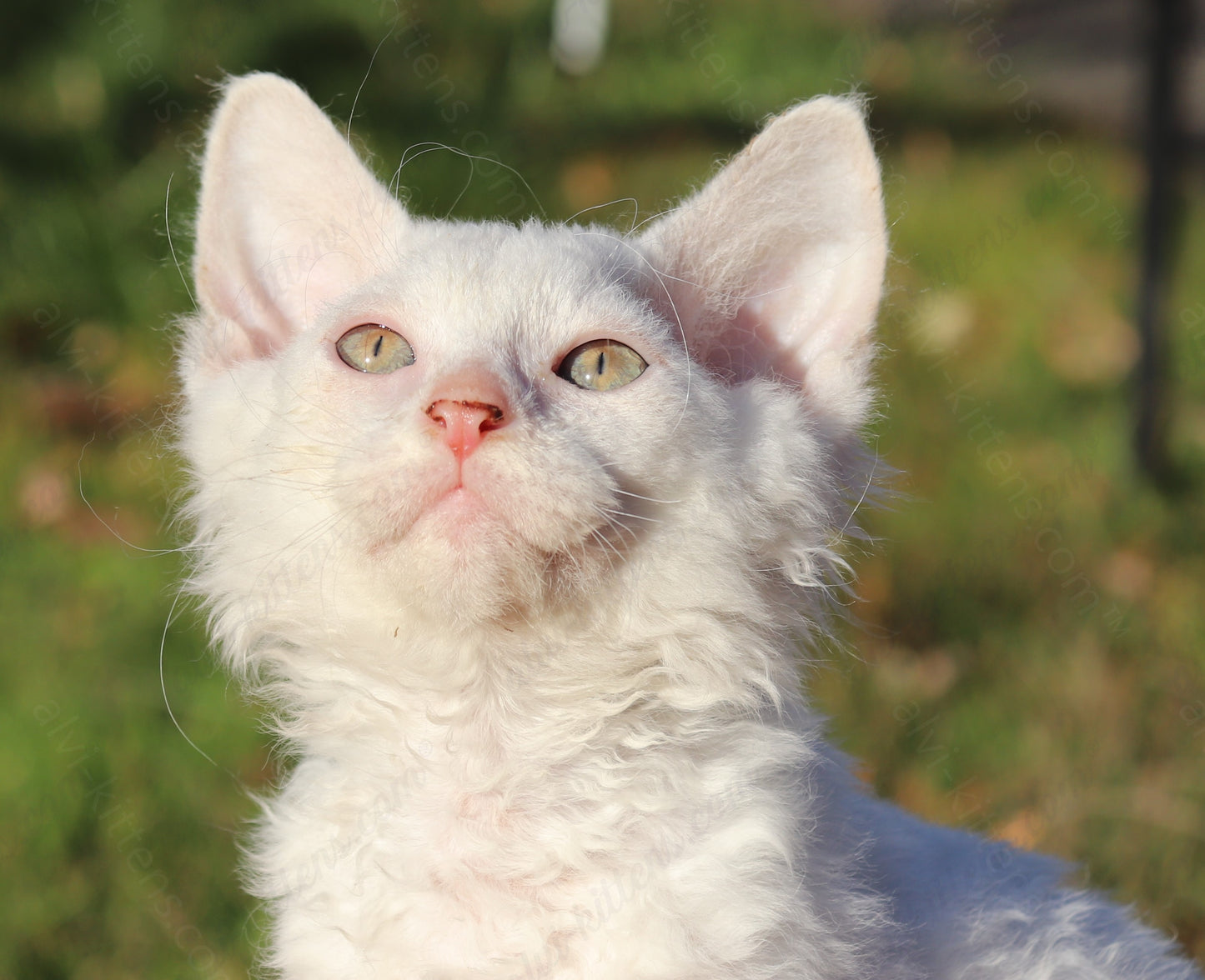 Canadian Sphynx kitten "CSf-106" Soft Brush -  Available NOW in Abington