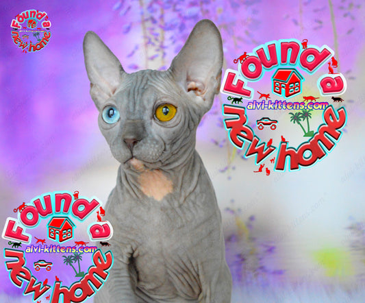 Canadian Sphynx Kitten "CSm-019" DBE