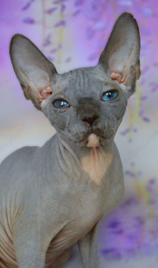 Canadian Sphynx Kitten "CSm-018" DBE