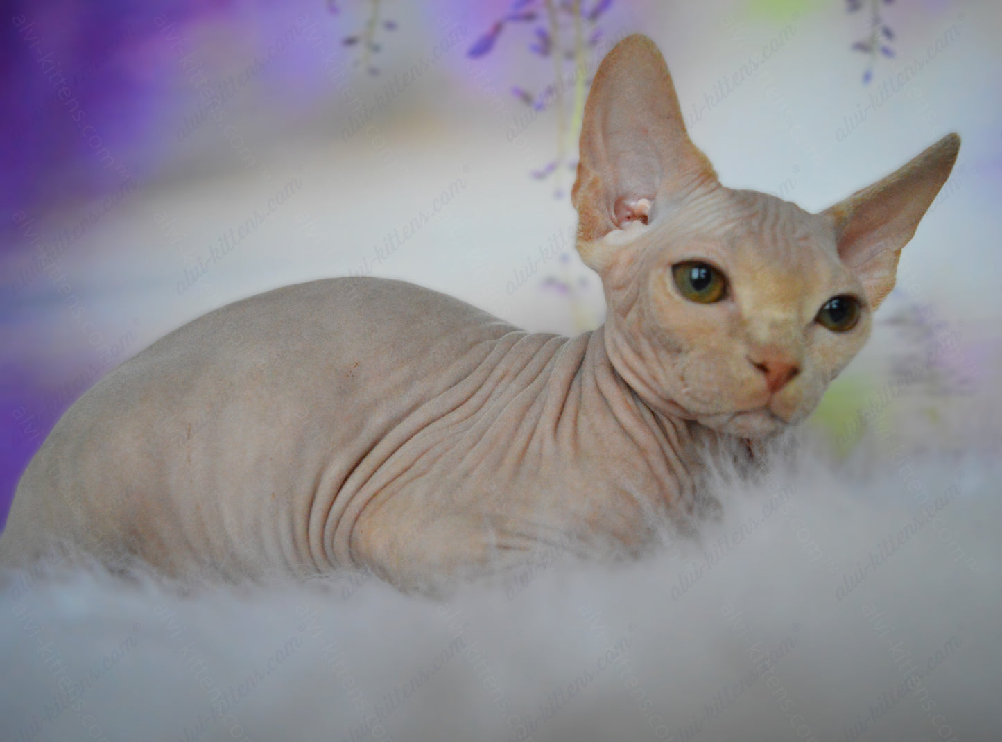 Canadian Sphynx Kitten "CSm-020"