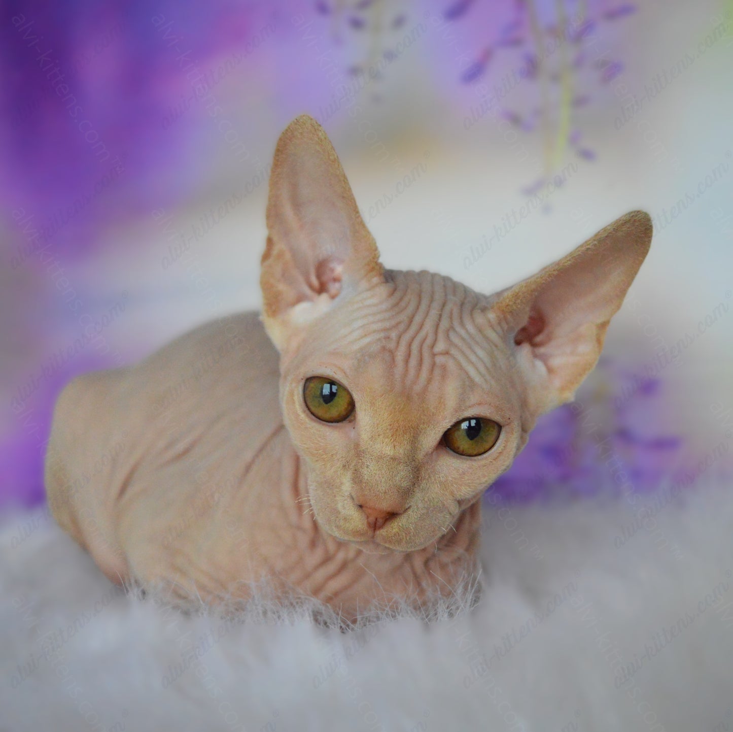 Canadian Sphynx Kitten "CSm-020"