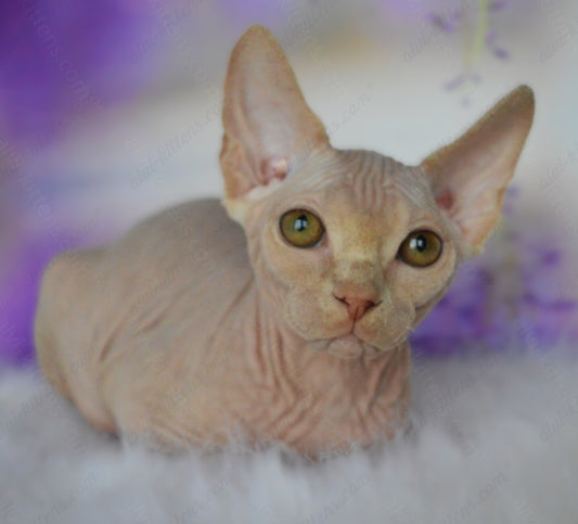 Canadian Sphynx Kitten "CSm-020"