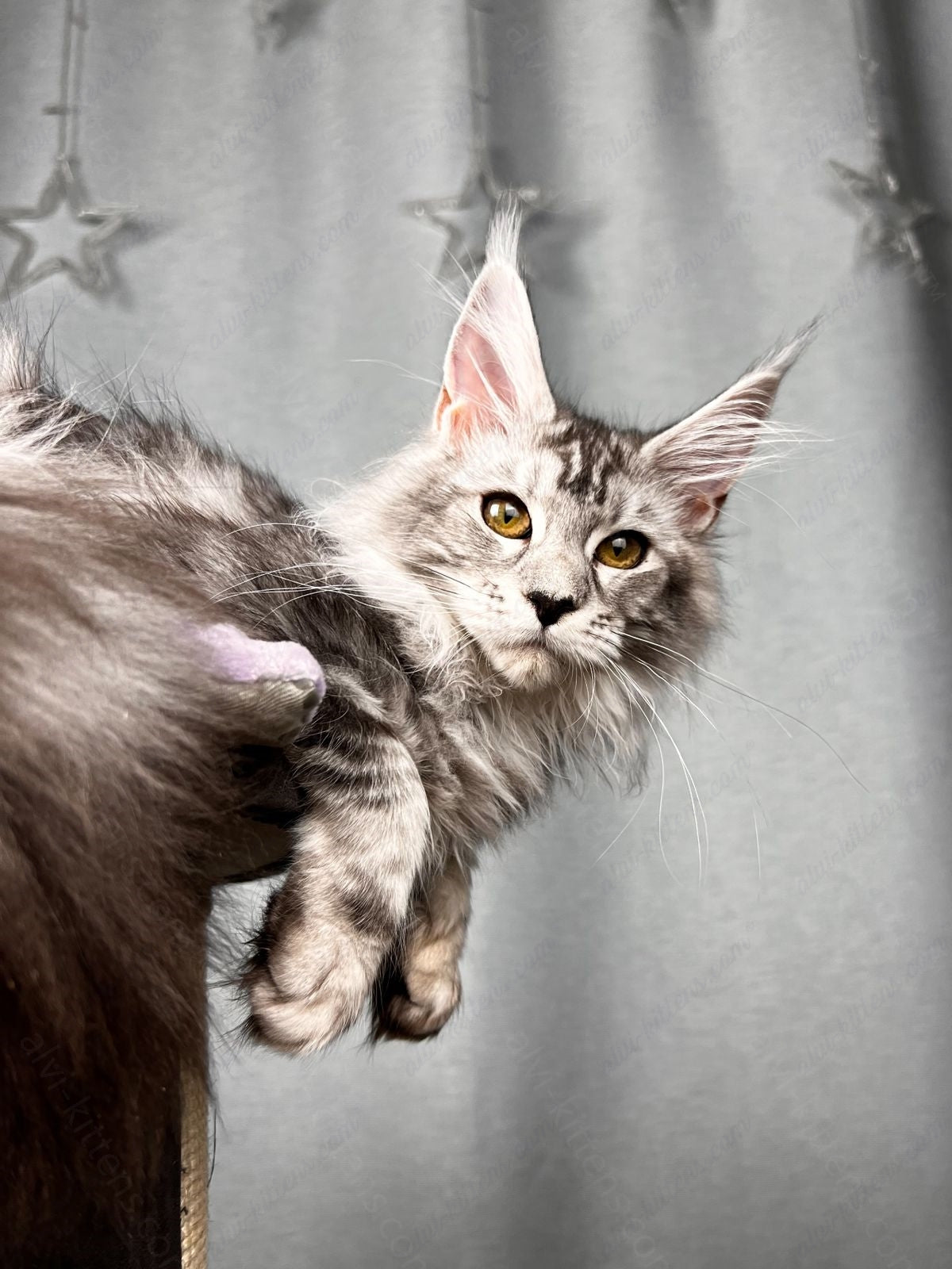 Maine Coon Kitten Name "Xsanta"