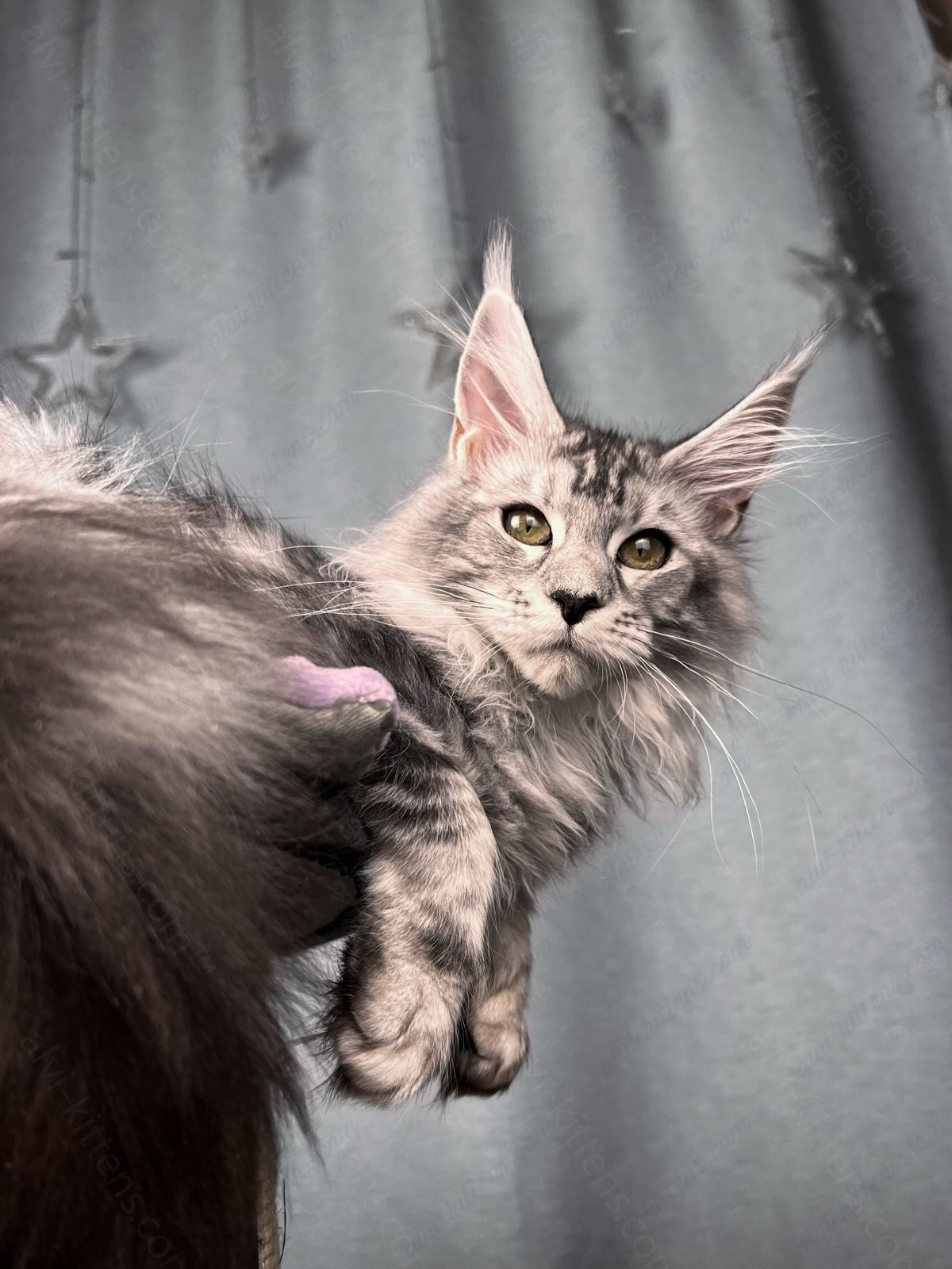 Maine Coon Kitten Name "Xsanta"