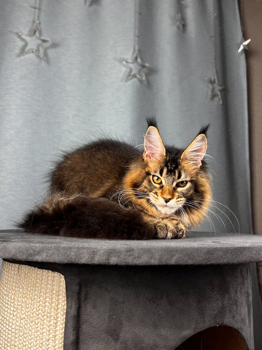 Maine Coon Kitten Name "Yolanda"