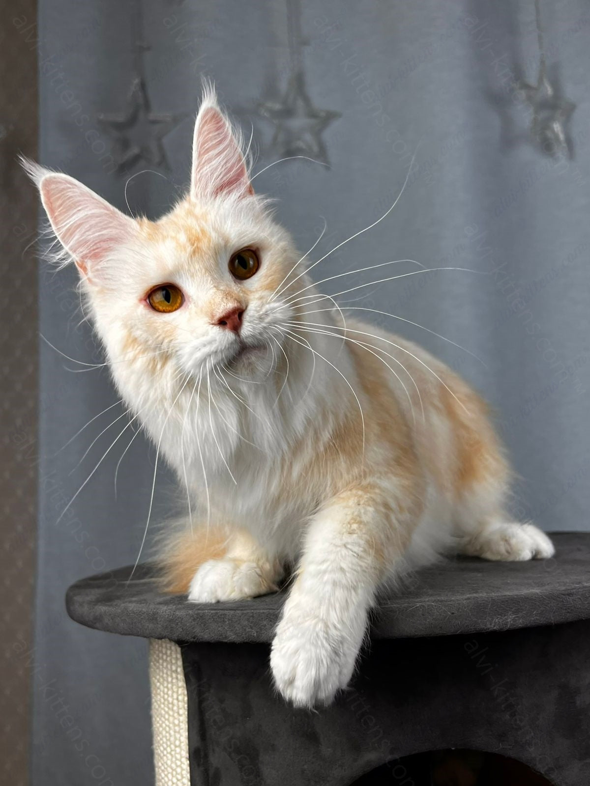 Maine Coon  Cat Name "Milana"