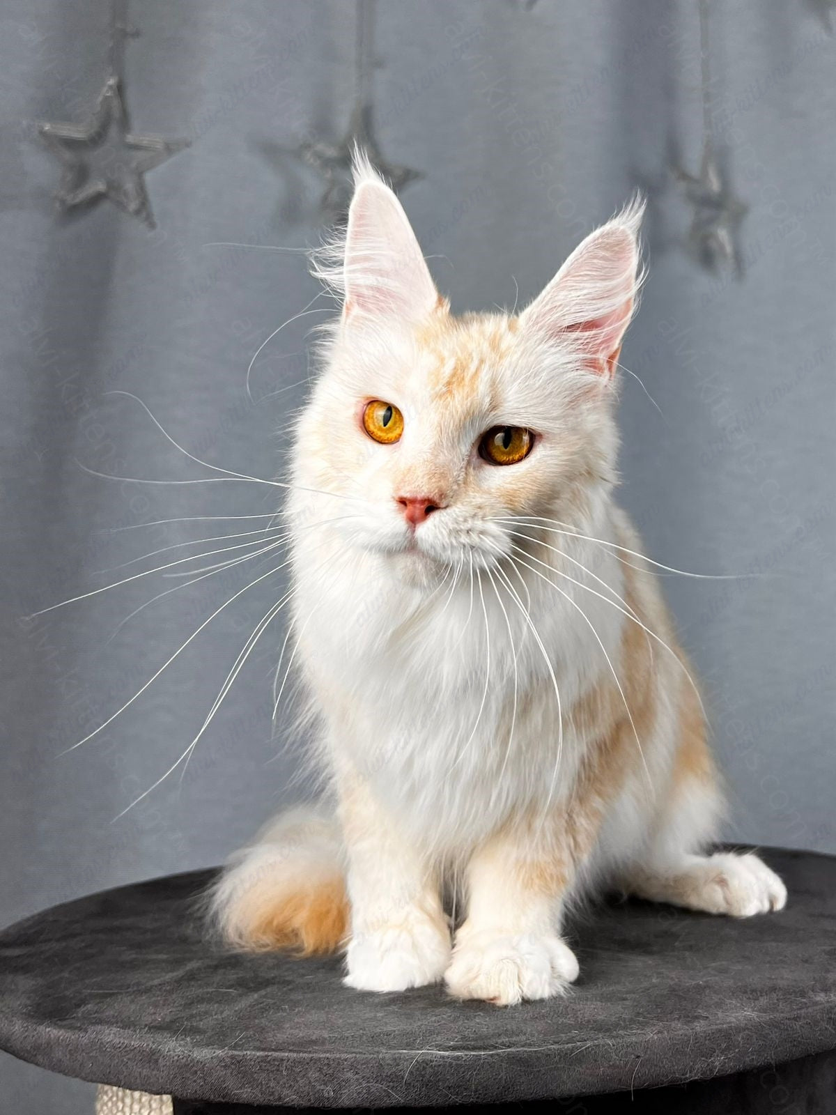 Maine Coon  Cat Name "Milana"