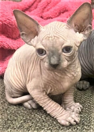 Canadian Sphynx "Angelica"