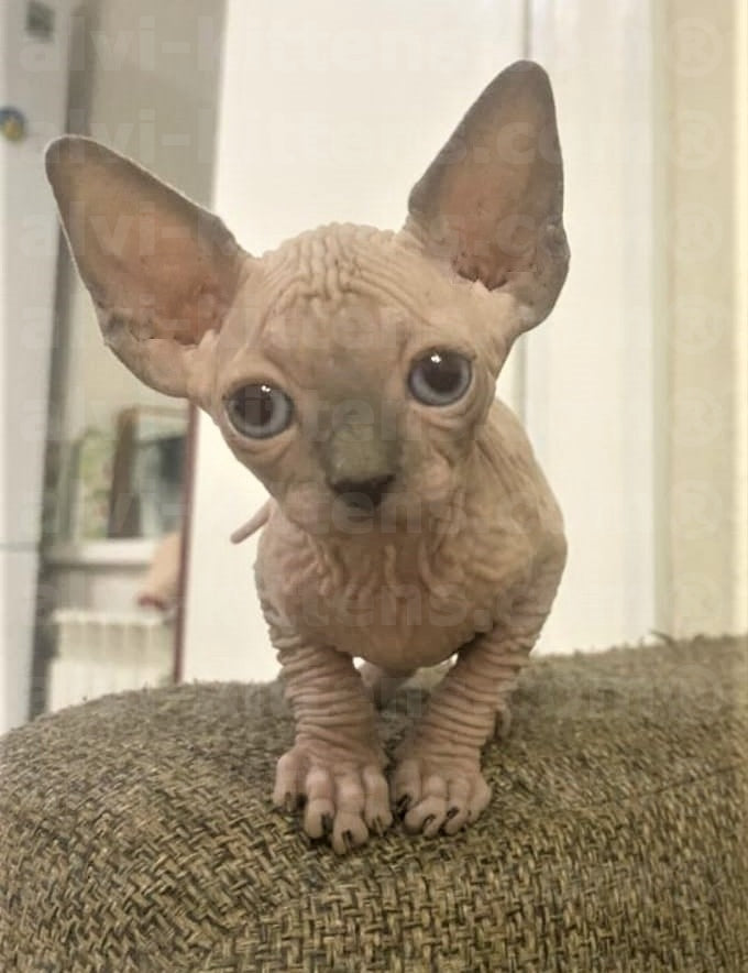 Canadian Sphynx "Angelica"