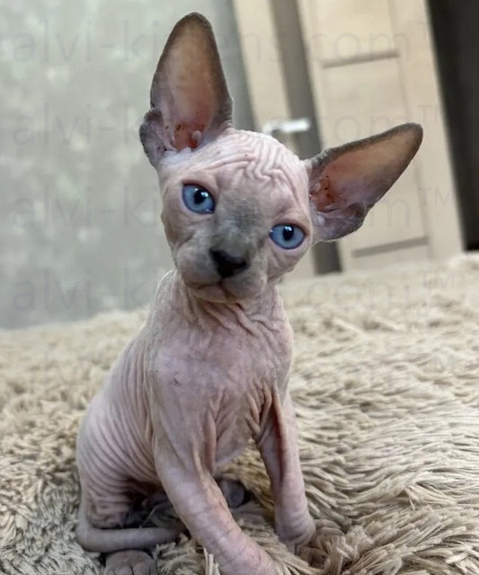 canadian sphynx for sale