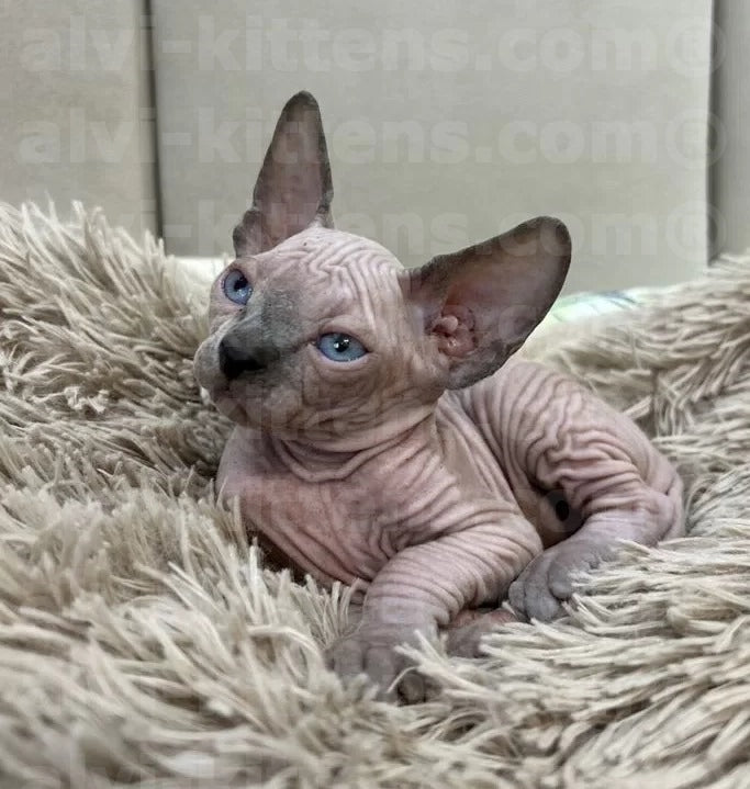 canadian sphynx kitten